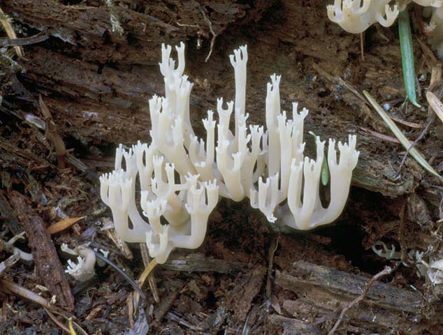 Artomyces pyxidatus
